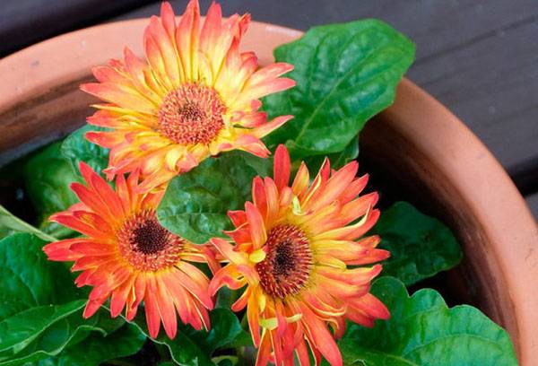 Oala Gerbera