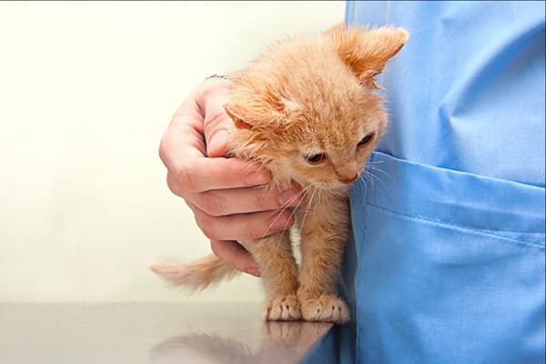 Pisoi la veterinar