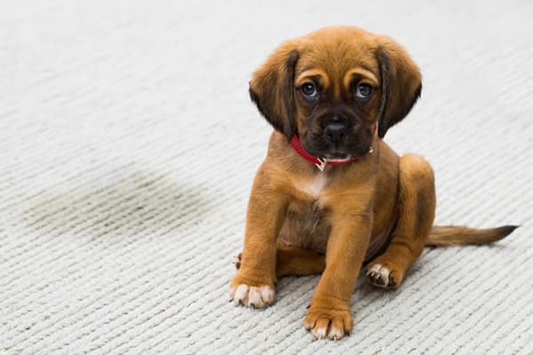 Puppy a scris pe covor