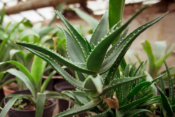 Aloe vera