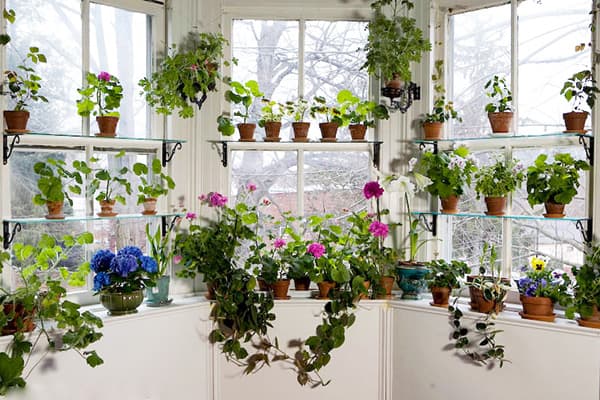 Plante pe loggia