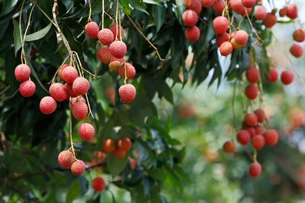 Arborele Lychee