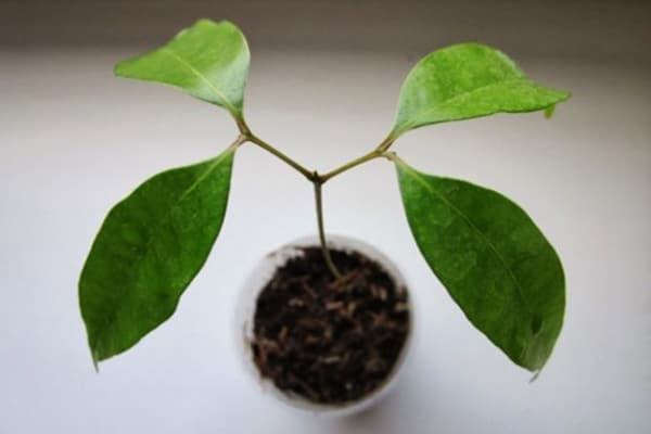Lychee răsucind pe pervazul ferestrelor