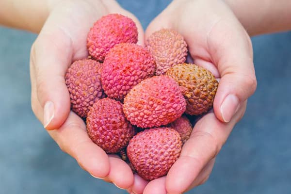 O mână de fructe lychee în mâini