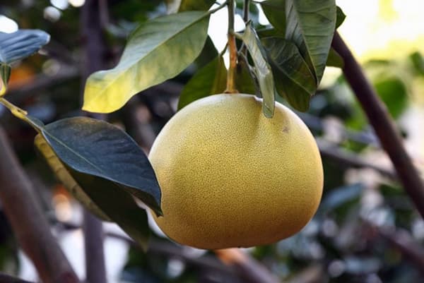 Fructe pomelo pe o ramură