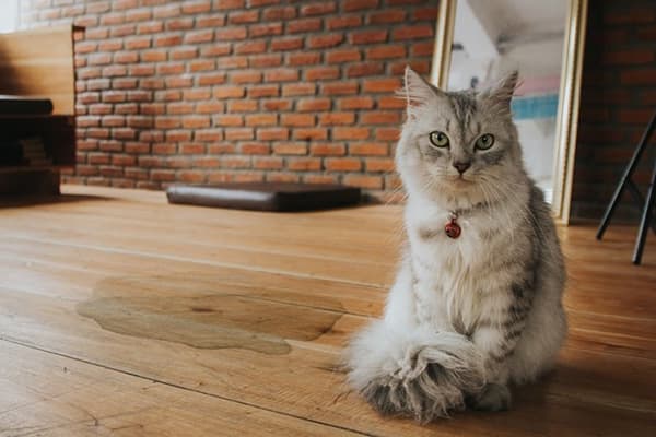 Petă de urină de pisică pe podeaua de lemn