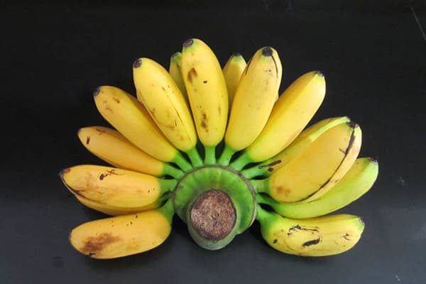 Bananele pitic Cavendish