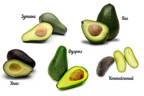 Diferite soiuri de avocado