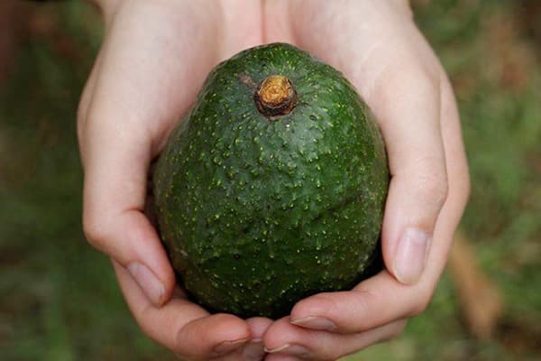 Fructe de avocado coapte