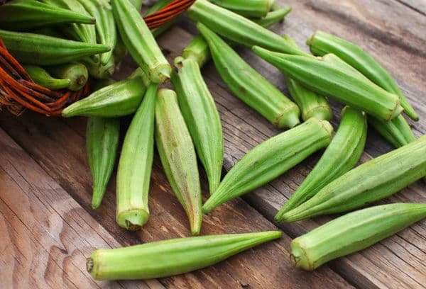 Planta Okra