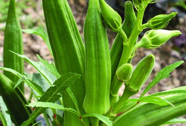Legume Okra
