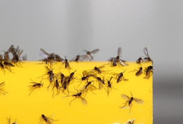 Midges cu fructe