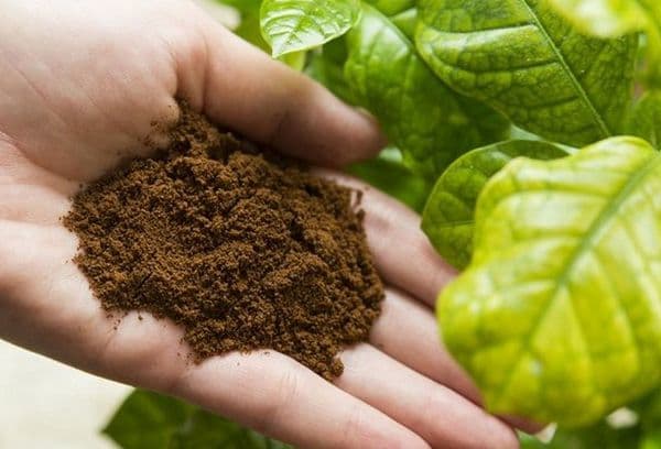 terenuri de cafea pentru plante