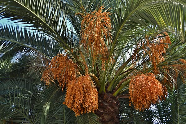 Palma de date