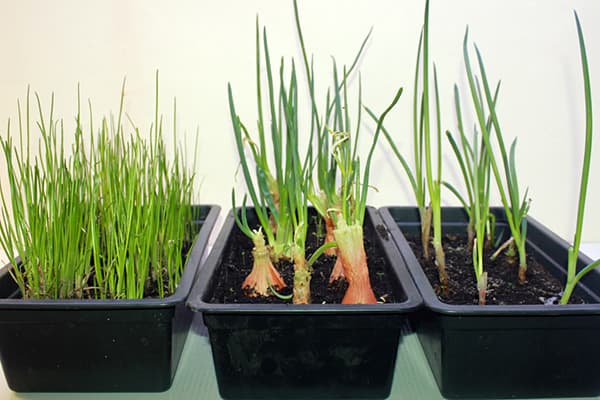 Germinarea diferitelor tipuri de ceapă