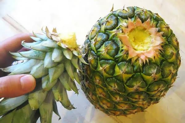 Separarea blatului de ananas