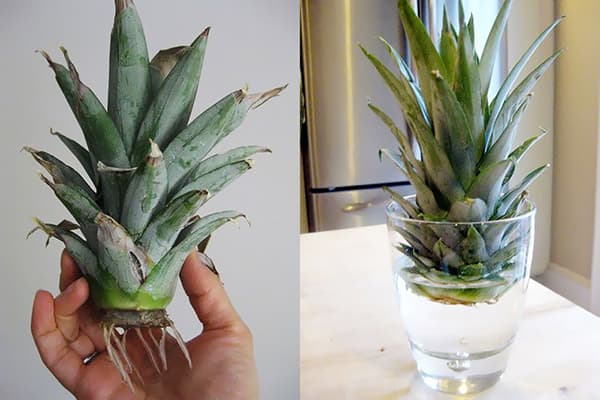 Germinarea coroanei de ananas în apă