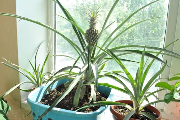 Ananas în creștere pe un pervaz