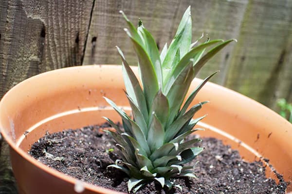 Vârful de ananas înrădăcinat în ghiveci