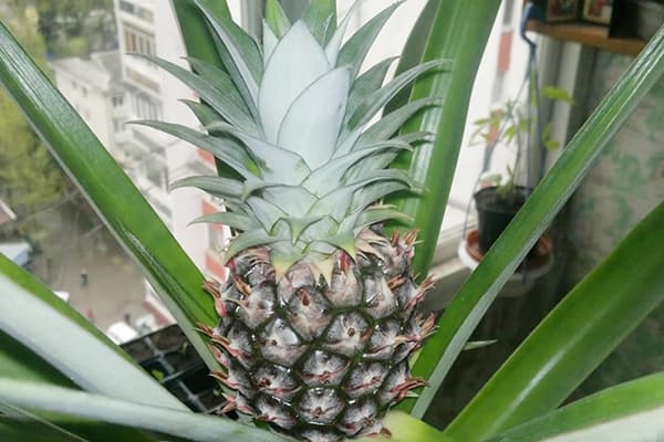 Ananas în creștere într-o oală