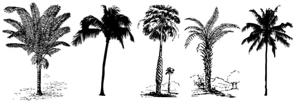 Tipuri de palme de date