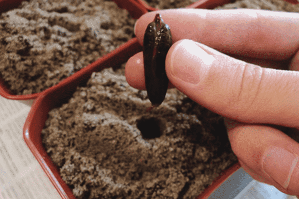 Plantarea oaselor datei într-un ghiveci