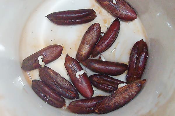 Oase de date încolțite