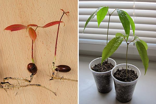 Germinarea osului Lychee