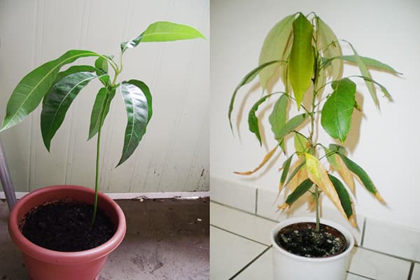 Arborele Lychee în diferite etape de creștere