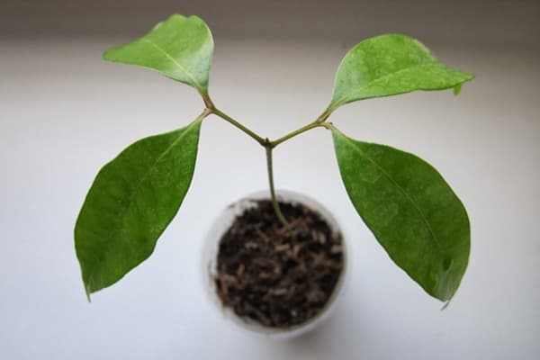 Răsaduri Lychee