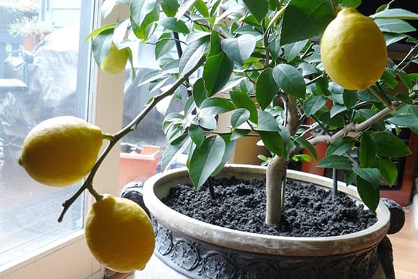 Arbore de lămâie
