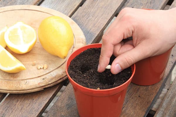 Plantarea unei semințe de lămâie într-un vas