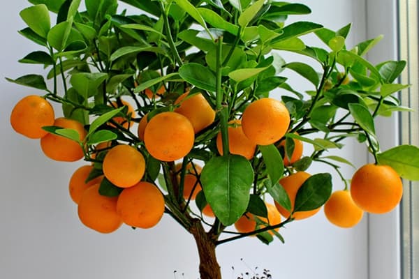 Arborele de mandarină