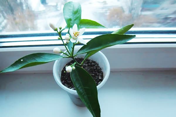 Înflorit Seedling Mandarin