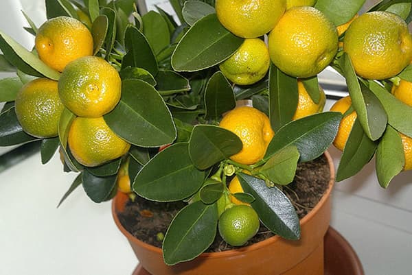 Fructe osoase mandarine