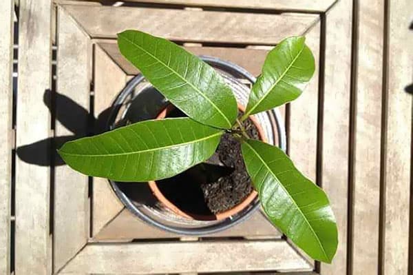 Pote Mango Growing
