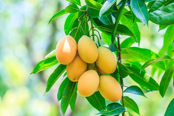 Fructe pe un pom de mango