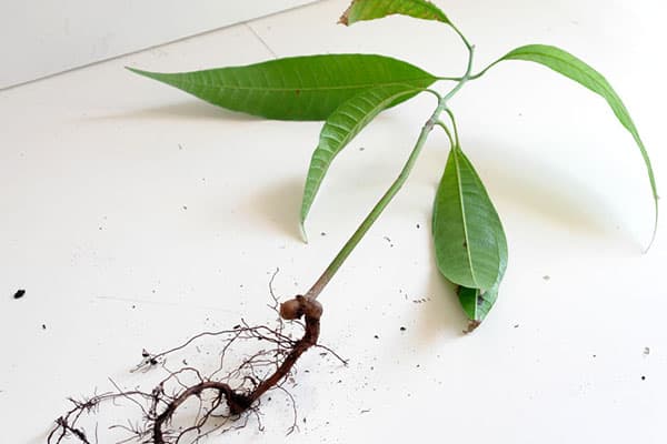Transplantarea răsadurilor de mango