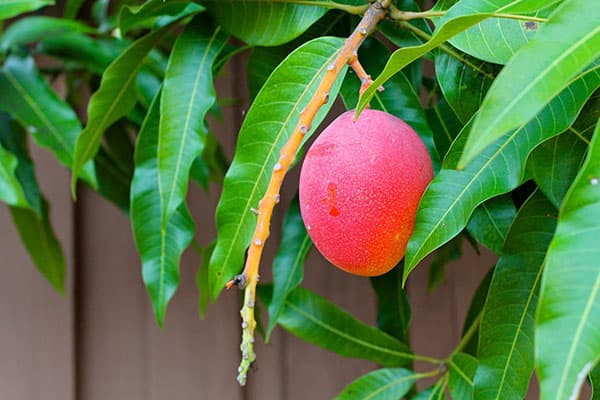 Fructe de mango pe copac