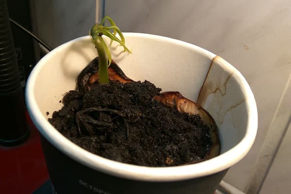 Semințe de mango încolțite într-un pahar cu pământ