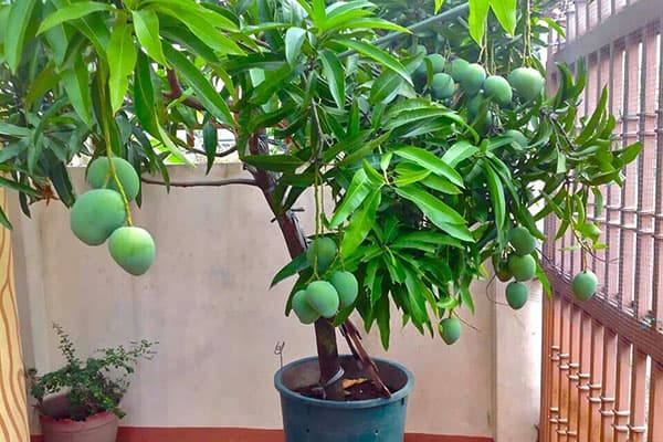 Pom de fructe de mango într-o oală