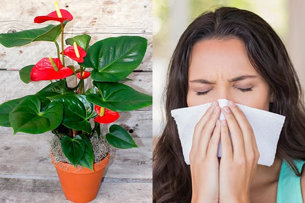 Alergie la Anthurium