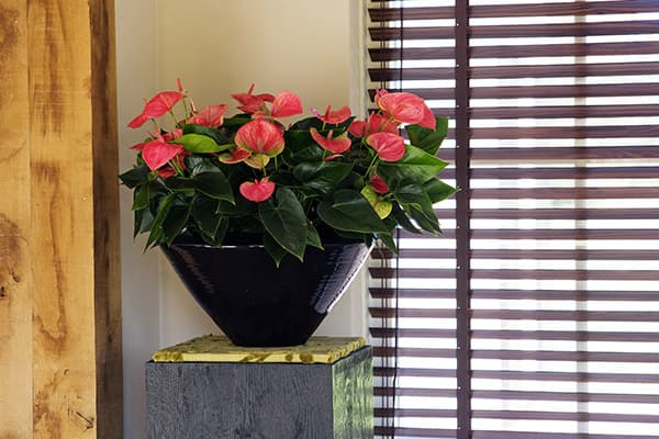 Anthurium la fereastră
