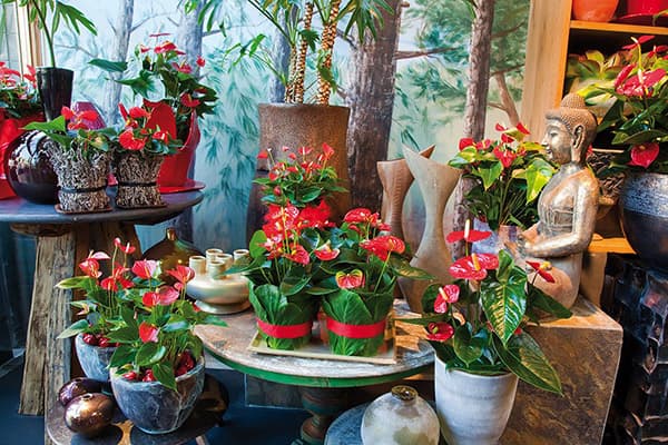 Anthuriums și figurină Buddha