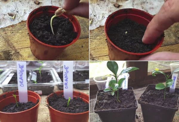 Plantarea unui os încolțit