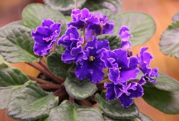 Violete acasă