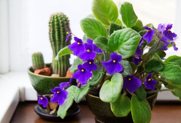 Violet și cactus