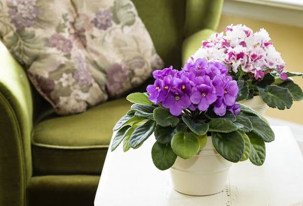 Pot cu violet