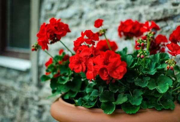 Pelargoniu roșu