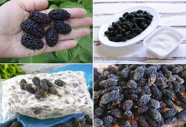 Depozitare Mulberry